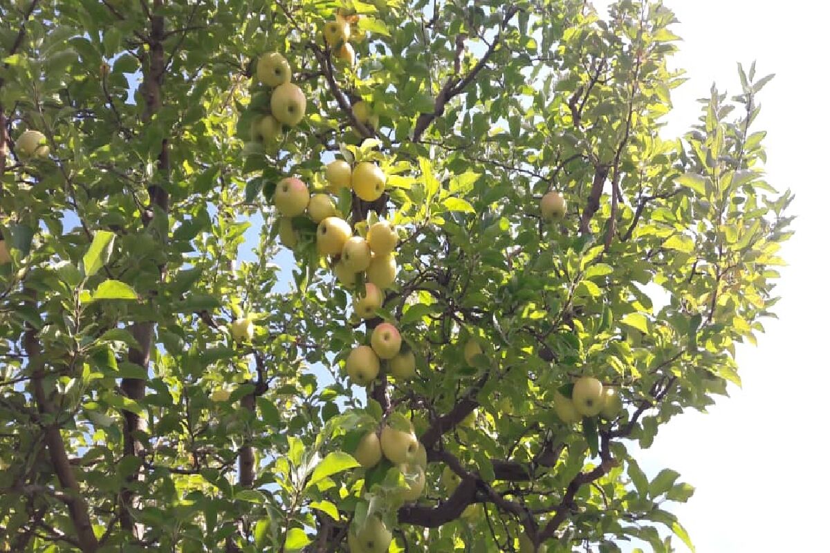 سیب صادراتی اشنویه